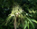 Brassia Arania Verde