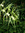 Brassia Arania Verde