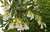 Encyclia (Euchile) mariae