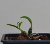 Dendrobium hekouense