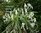 Neofinetia (Vanda) falcata Namiba flowering size
