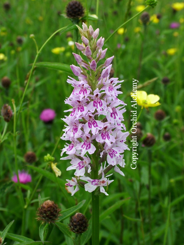 Dactylorhiza fuchsii common spotted orchid